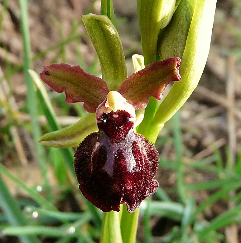 Ophrys Garganica